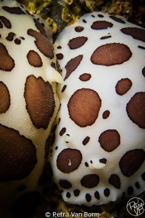 2 Peltodoris Atromaculata nudibranchs having an intimate ... by Petra Van Borm 