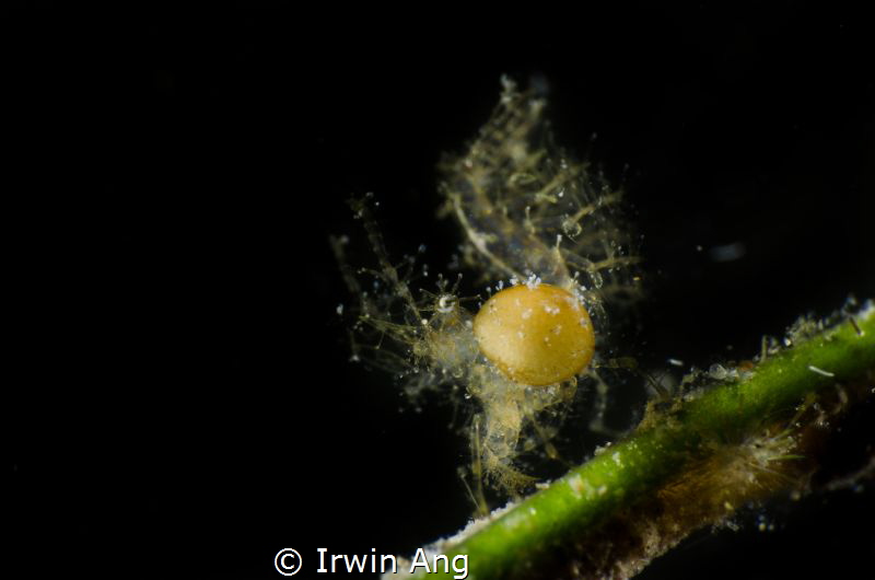B I G . P A R A S I T E
Hairy Shrimp (Phycocaris simulan... by Irwin Ang 