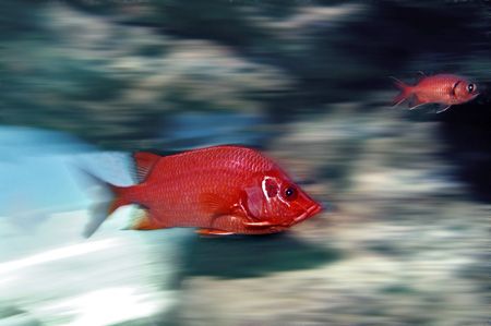 Nik D2x-squirrelfish by Manfred Bail 