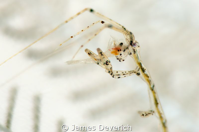 Shrimp Cocktail / Skeleton shrimp eating the brains of a ... by James Deverich 