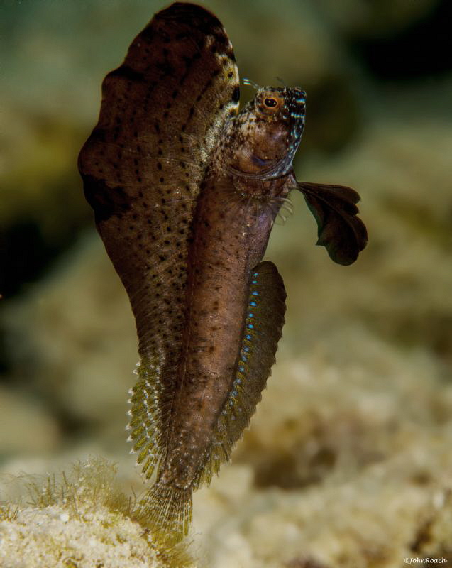 In full flight....Male Sailfin Blenny  Emblemaria pandion... by John Roach 