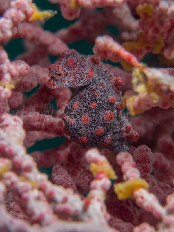 Pygmy Sea Horse - Full Frame.
At Home in it's Fan by Jan Morton 
