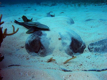 This is a large Caribbean stingray and her mate (the remo... by Martin Spragg 