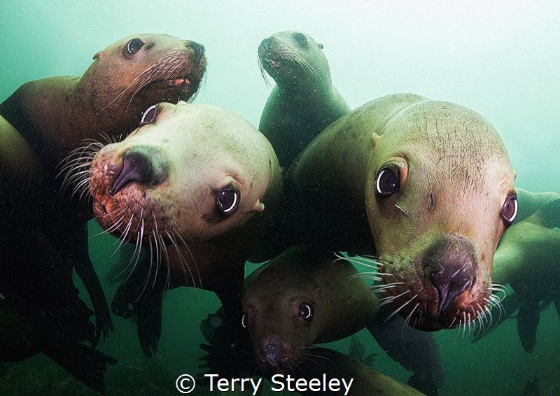'Mobbed by inquisitive steller sea-lions'
Steller sea-li... by Terry Steeley 