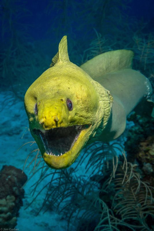 Curious moray eel .... Roatan by Jim Garber 