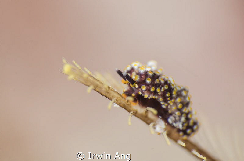 D O T O . D O T O
Doto fragilis (Dotidae)
Pom Pom Islan... by Irwin Ang 