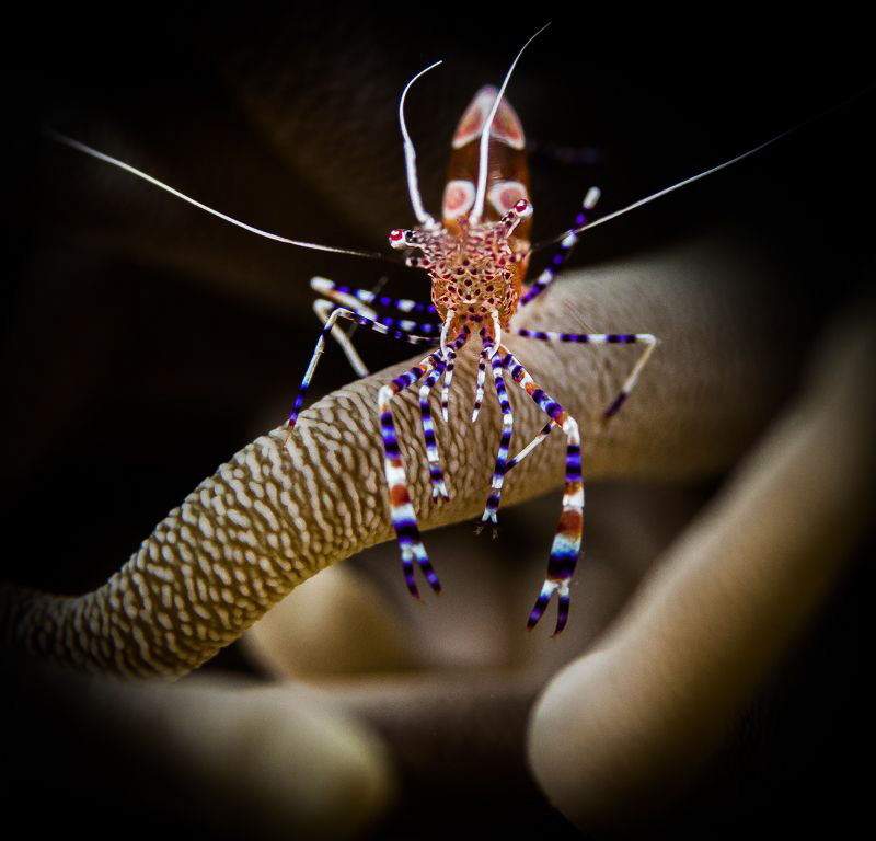 Really?? by Steven Miller 