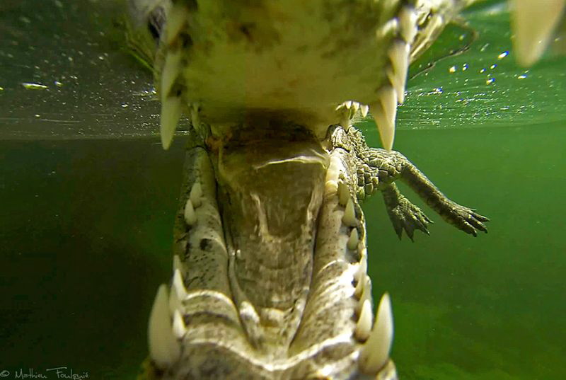 in the croc mouth by Mathieu Foulquié 
