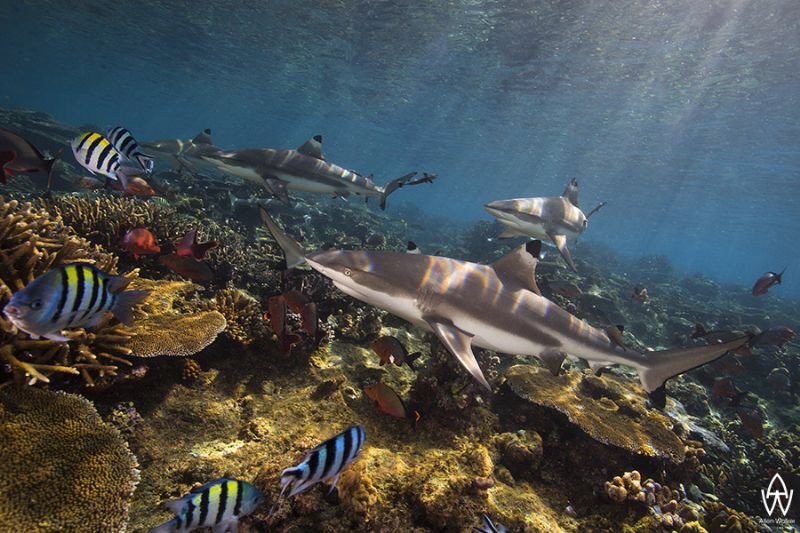 "Blacktips on Shark Reef" by Allen Walker 