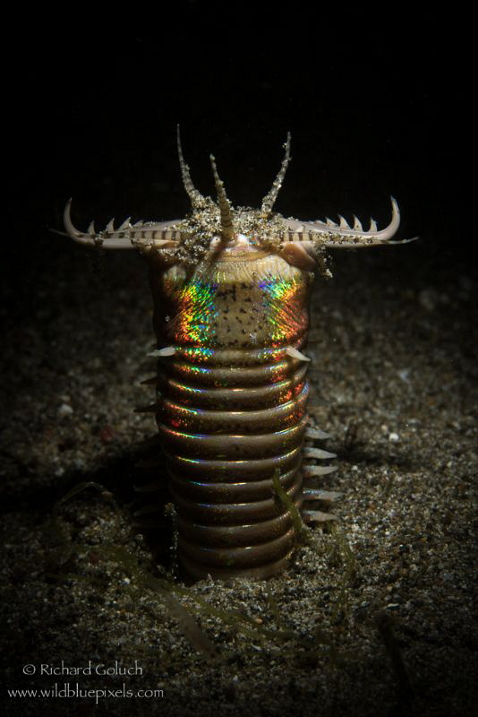 Bobbit Worm hunting,Anilao,Phillippines. by Richard Goluch 