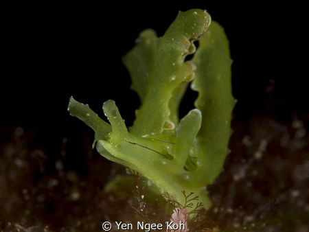 The grass is always greener on the other side  :) by Yen Ngee Koh 