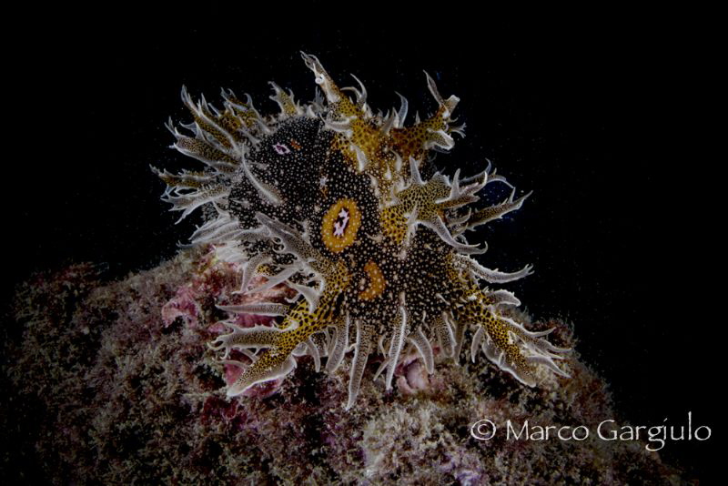 Bursatella leachi by Marco Gargiulo 