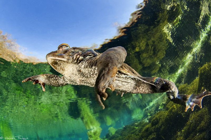 Gilbert, the freediver by Mathieu Foulquié 