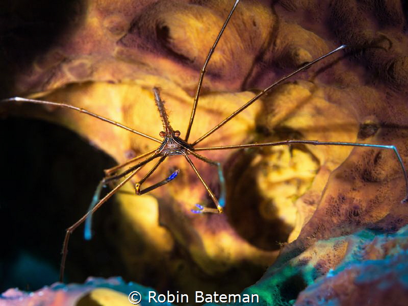 Sponge Dancer - this guy was dancing on the sponge trying... by Robin Bateman 