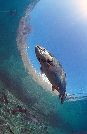Trout overhead.
Capernwray.
16mm. Natural light. by Mark Thomas 