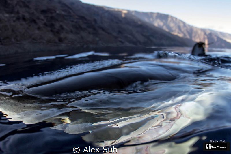 Sitting on top of shark cage I stuck the camera to try an... by Alex Suh 