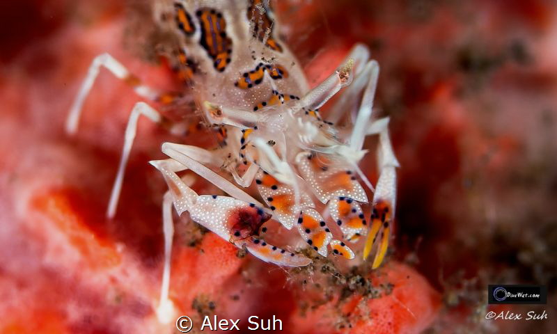 Tiger Shrimp by Alex Suh 
