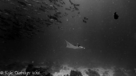 Manta by Kyle Castelyn 