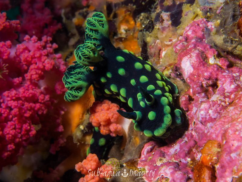 Smiley Happy Nudibranch in a Colourful Dream by Jan Morton 