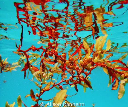 Aqua Holly by Alison Ranheim 