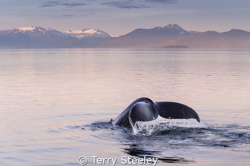 'Enchanting fluke'
A wonderful evening shared with many ... by Terry Steeley 
