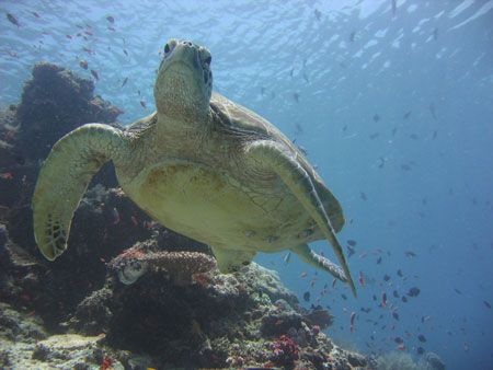 Green turtle on South Point, Sipadan, Malaysian Borneo. W... by Helge Roe 