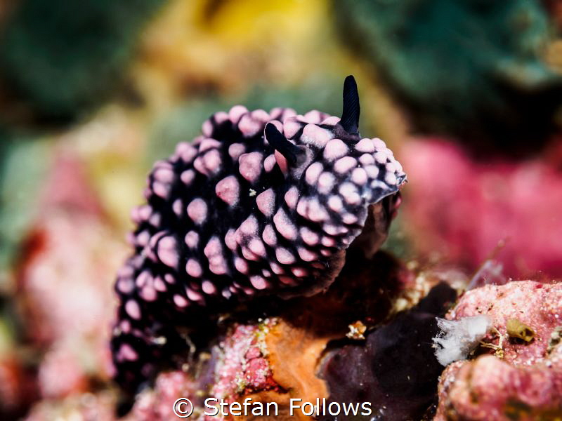 Karma Chameleon. Varicose Wart Slug - Phyllidiella nigra.... by Stefan Follows 