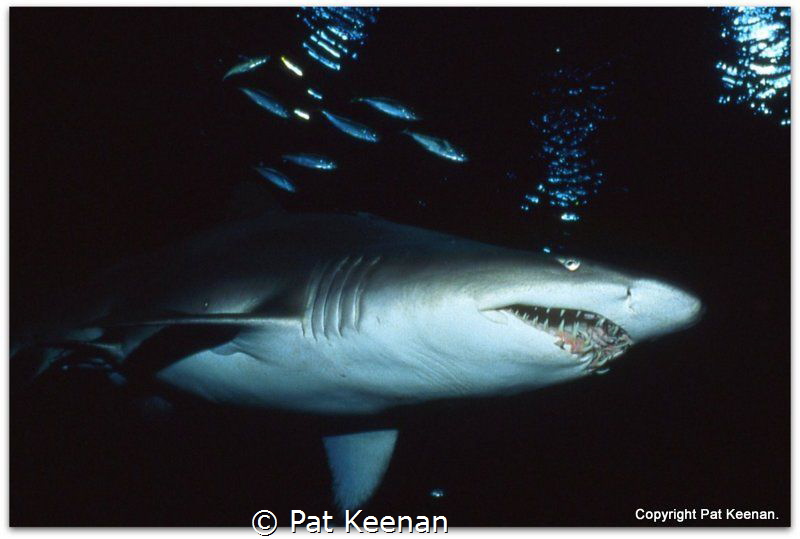 Spectacular sight on a night dive. Grey Nurse (Eugomphodu... by Pat Keenan 