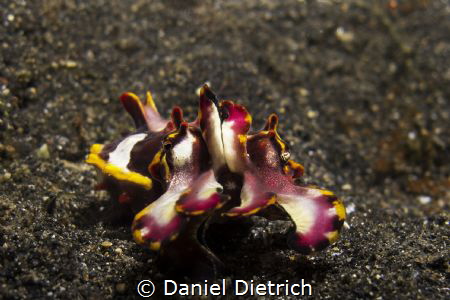 Flamboyant Cuttlefish by Daniel Dietrich 