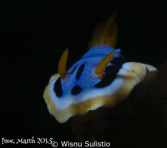 Unidentifed Flying Object, OMD EM5 60mm macro + subsee+10... by Wisnu Sulistio 