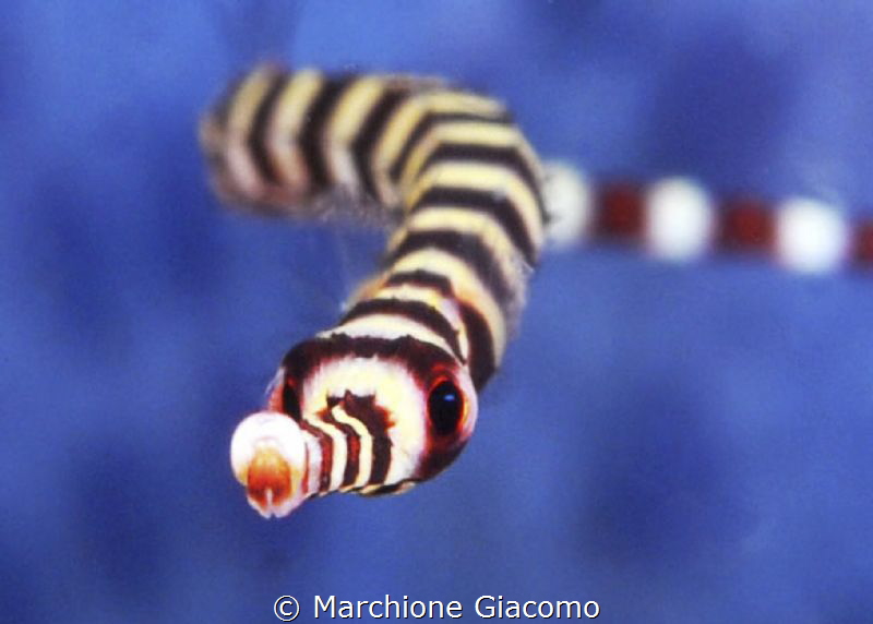 Lembeh strait .
Signatidae
Nikon d200 , 60 macro by Marchione Giacomo 