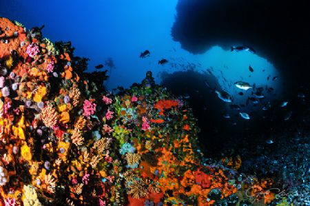 ~ The Gauntlet ~
I simply love dive sites with interesti... by Geo Cloete 