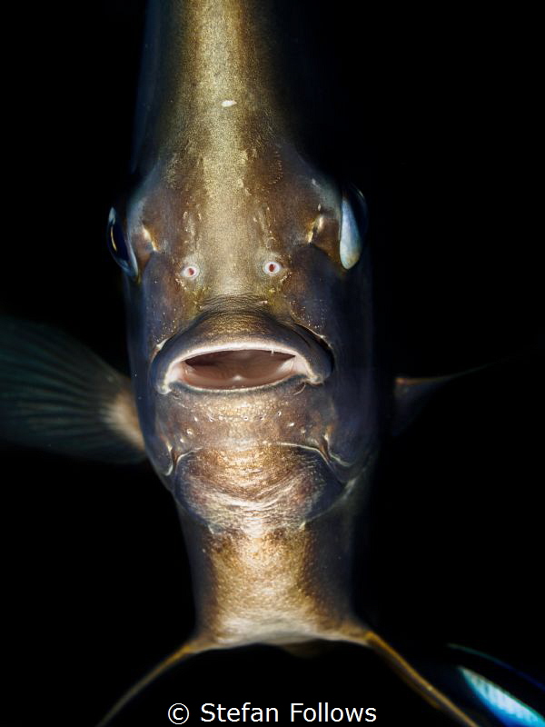 "It's A Trap!" Longfin Batfish - Platax teira. Sail Rock,... by Stefan Follows 