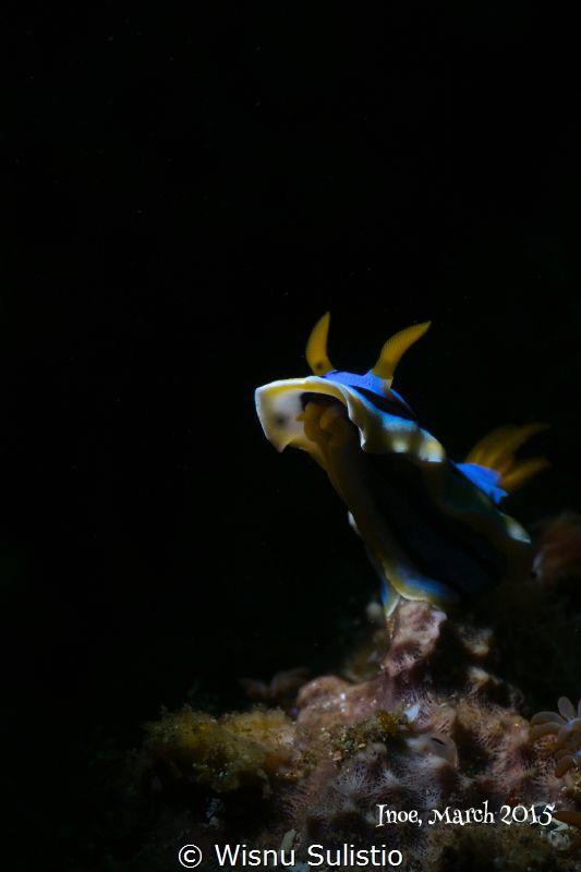 NudiBranch at Lembeh, OMD EM5 60mm macro + subsee+10, z24... by Wisnu Sulistio 