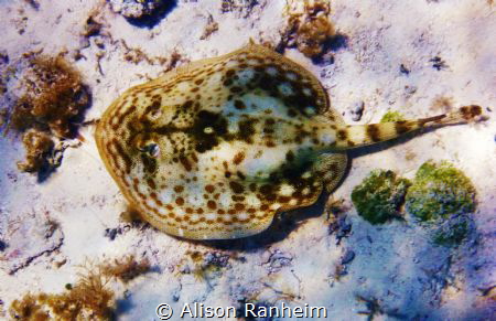 Reminds me a bit of a pancake by Alison Ranheim 