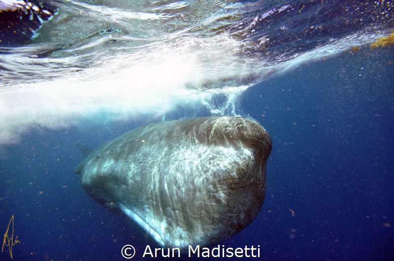 A large male, easily 18m (60ft) long, scarred from battle... by Arun Madisetti 