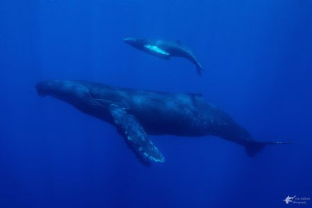 Humpback and calf at Revillagigedo Archipelago, Mexico by Eric Addicott 