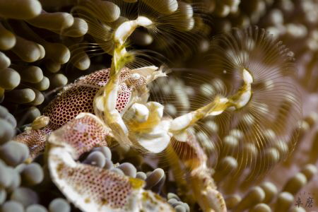 Porcelain crab, Mayotte
Rx100-II and UCL-100 lens, singl... by Takma Lherminier 