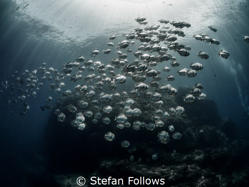 "No one is free, even the birds are chained to the sky." ... by Stefan Follows 
