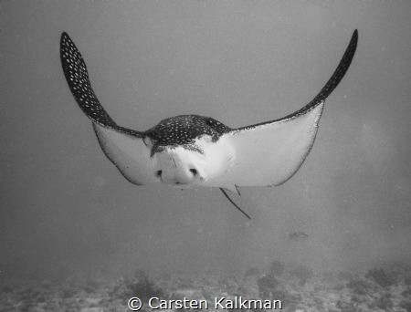 Curious and photogenic Eagleray approaching within 2 feet... by Carsten Kalkman 