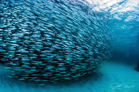 ~ Follow Us ~ by Geo Cloete 