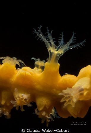 yellow gorgonia - nochmal was von unterwasser:

 tiny t... by Claudia Weber-Gebert 