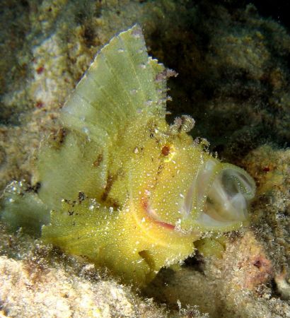 Leaf Fish with Protruding mouth.
We happened upon this l... by Chad Ordelheide 
