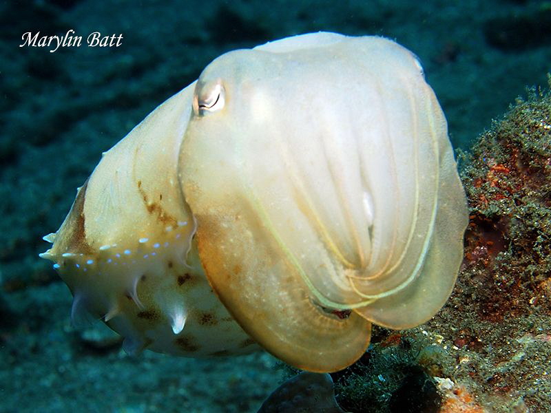 Lovely Cuttle fish . by Marylin Batt 