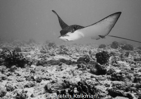 My new friend.. Maunalua Bay, Oahu Hawaii by Carsten Kalkman 