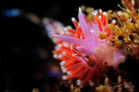 ~ Puple Lady ~
The common name for this nudibranch in Ca... by Geo Cloete 