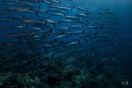 School of Barracuda, shot at the Geyser bank by Takma Lherminier 