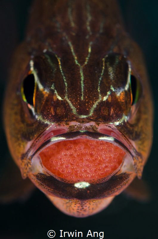 M A S A G O 
Cardinal fish with eggs (Apogonidae)
Anila... by Irwin Ang 