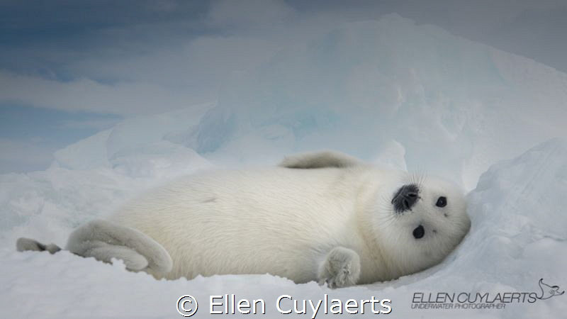 'Hi"
Harp seal pup in the Gulf of St. Lawrence by Ellen Cuylaerts 