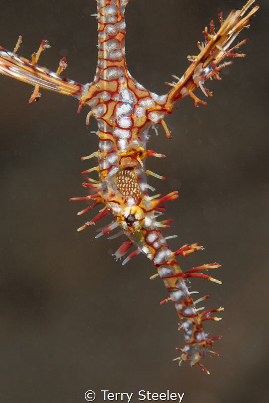 Ornate Ghost Pipefish Portrait.
Ambon, Indonesia
—
Sub... by Terry Steeley 